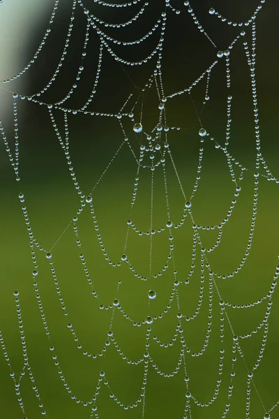 Pavučina Visí Podzim Ranní Mlze Plné Kapek Vody Níž Ráno — Stock fotografie