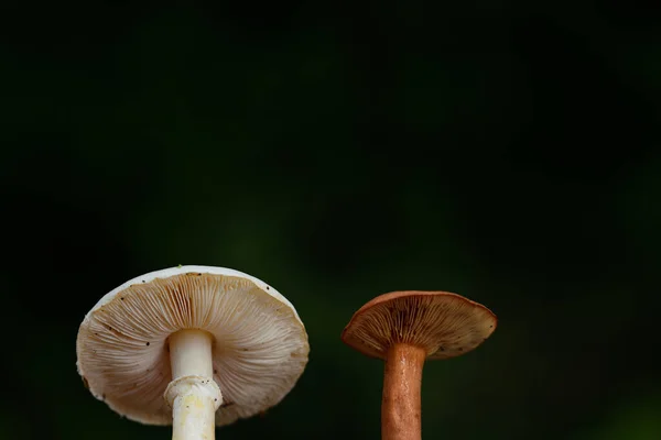 Nahaufnahme Zweier Kleiner Heller Pilze Mit Lamellen Vor Dunkelgrünem Hintergrund — Stockfoto