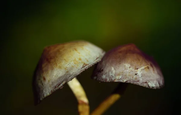 Romantische Nahaufnahme Zweier Kleiner Herbstpilze Vor Grünem Hintergrund Mit Platz — Stockfoto