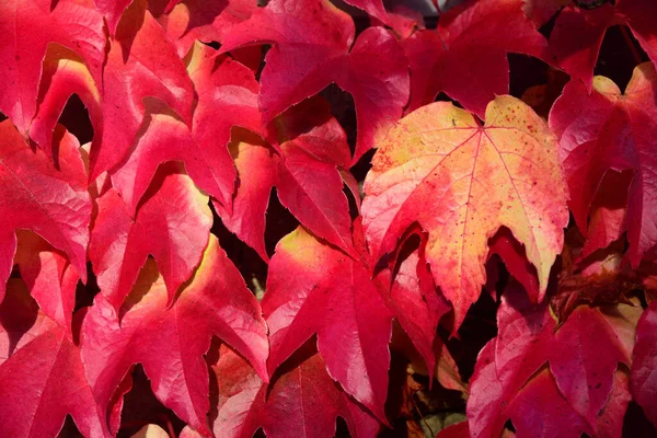 Nahaufnahme Und Hintergrund Leuchtend Roter Blätter Wilder Weine Herbst Die — Stockfoto