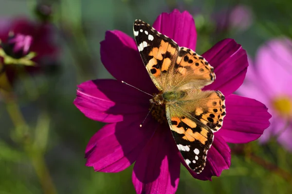 Close Van Een Kleurrijke Vlinder Een Bloesem Van Een Bloem — Stockfoto