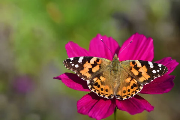 Close Van Een Kleurrijke Vlinder Een Bloesem Van Een Bloem — Stockfoto