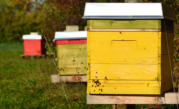 Renkli arı kutuları, sonbaharda güneşli bir günde bir çayırda durur ve arılar kutuların etrafında uçar.