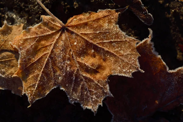 一片片冰封的枫叶躺在光秃秃的大地上 — 图库照片