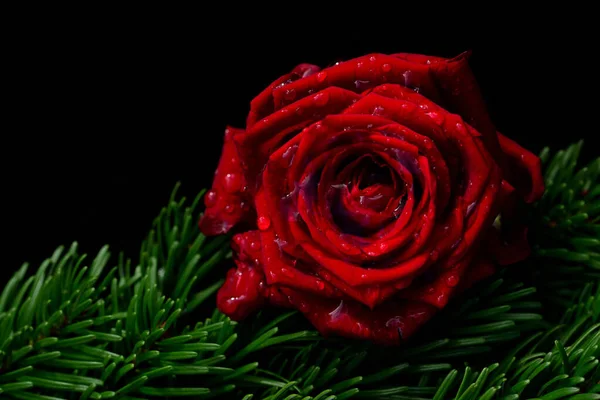 Closeup Red Rose Water Drops Lying Green Fir Branches Front — Stock Photo, Image