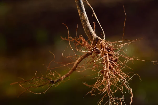 Doğada kahverengi arkaplan önünde bir bitkinin köküne yakın çekim