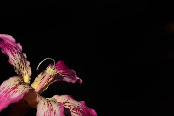 Koyu arkaplan önünde boş alan olan folyo ipek ağacının pembe, izole çiçeğinin yakın çekimi