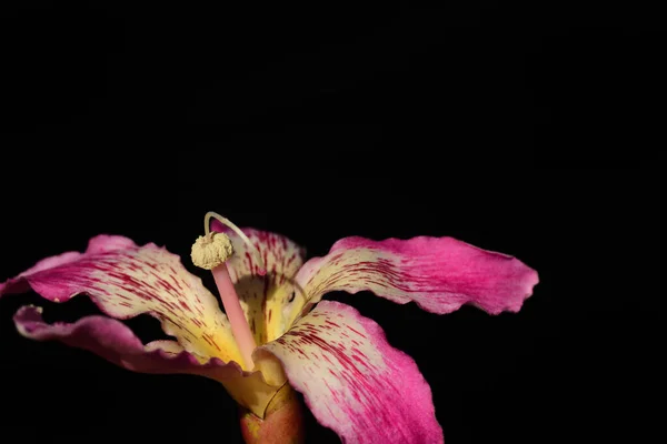 Nahaufnahme Einer Rosa Isolierten Blüte Der Folie Seidenbaum Vor Dunklem — Stockfoto