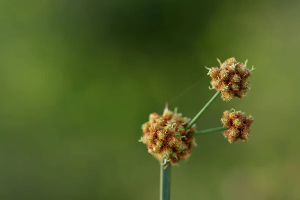 Closeup Long Tall Pointed Wild Grass Blooming November Front Green — Stock Photo, Image