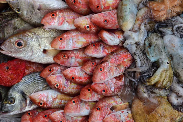 Uma Seleção Peixes Recém Capturados Outras Espécies Marinhas Mediterrâneo Todos — Fotografia de Stock