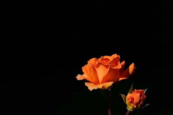 Eine Frische Orange Blühende Rose Vor Schwarzem Hintergrund Bildrand — Stockfoto
