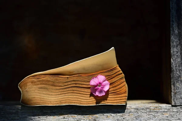 An old weathered book with yellowed pages and a red flower between the sheets lies on an old wooden shelf