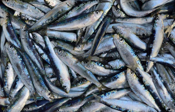 Antecedentes Con Sardinas Recién Capturadas Para Venta Mercado —  Fotos de Stock