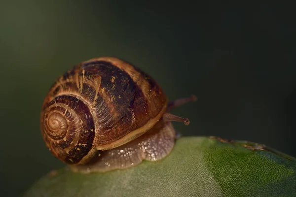 一只褐色的 害怕的蜗牛 长着蜗牛壳 它的触角缓缓地伸出来 落在一个长满刺的老梨子上 衬托在一个绿树成荫的背景上 空旷的空间 — 图库照片