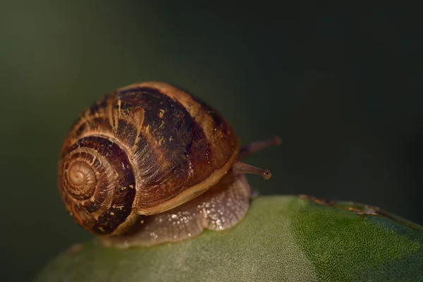 カタツムリの殻を持つ茶色の恐ろしいカタツムリは ゆっくりと自由空間と緑の背景を背景に古いとげのある梨にそのアンテナを突き出します — ストック写真