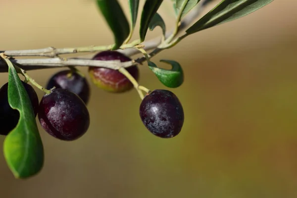 Nahaufnahme Eines Olivenzweiges Mit Dunklen Oliven Vor Grünem Hintergrund — Stockfoto