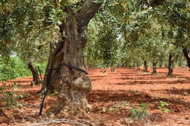 Sicilya 'da kırmızı topraklarda zeytin ağaçları ve yazın çok sıcak sulama için hortumlar.