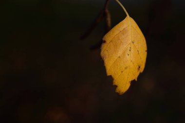 Bir huş ağacının altın yaprağı altın sarısı bir arka planda asılı ve parlar.