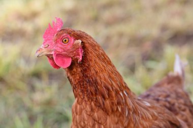 Meraklı kahverengi bir tavuk çayırda ileriye bakar.