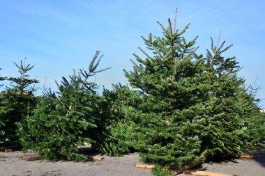 Satılık yeşil Noel ağaçları Noel için piyasada.