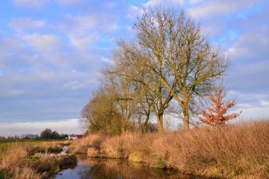 Aralık 'ta Almanya' da Bavyera 'da bulutlu bir gökyüzüne karşı nehir, kuru çimenler ve çıplak ağaçlarla dolu rüzgarlı bir bataklıkta çıplak bir manzara.