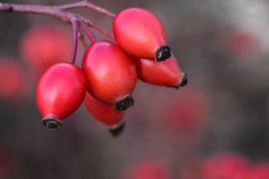 Sonbaharda olgunlaşmış kırmızı gül kalçalarını doğada kırmızı parlayan dalların üzerinde.