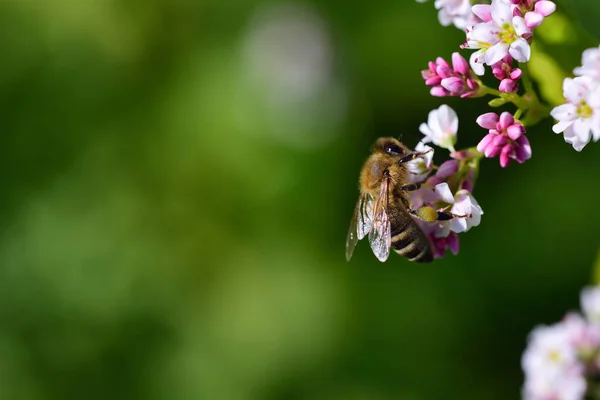 Egy Kis Méh Virágport Gyűjt Egy Virágból Zöld Háttérrel Szöveges — Stock Fotó