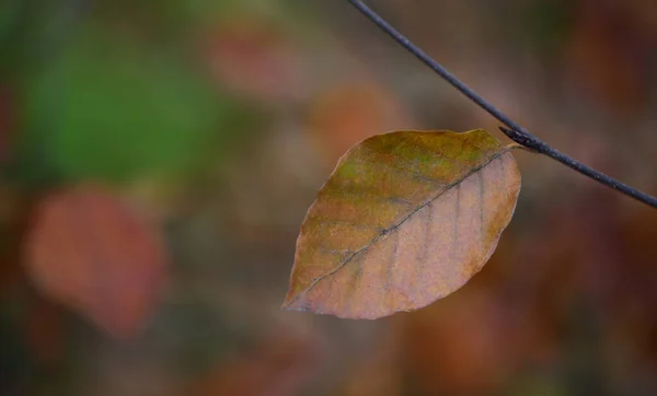 Ein Einsames Braunes Blatt Hängt Allein Herbst Einem Ast Vor — Stockfoto