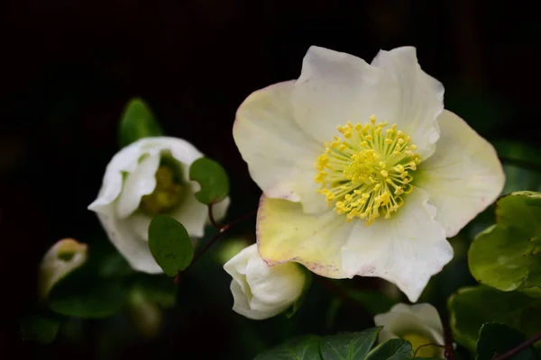 Nahaufnahme Einer Weißen Weihnachtsrose Mit Blütenblättern Pollen Und Blättern Winter — Stockfoto