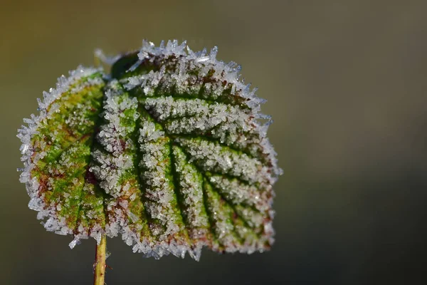 Primo Piano Una Foglia Verde Inverno Ricoperta Gelo Cristalli Ghiaccio — Foto Stock