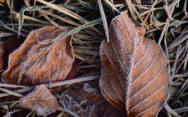 Dry Brown Leaves Lie Frosty Ground Late Autumn Frost Covered — Stock Photo, Image