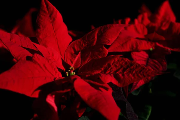 Ein Blühender Weihnachtsstern Vor Dunklem Hintergrund Mit Roten Blütenblättern — Stockfoto