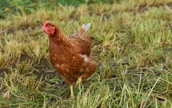 一只棕色的小鸡在外面的草地上奔跑 — 图库照片