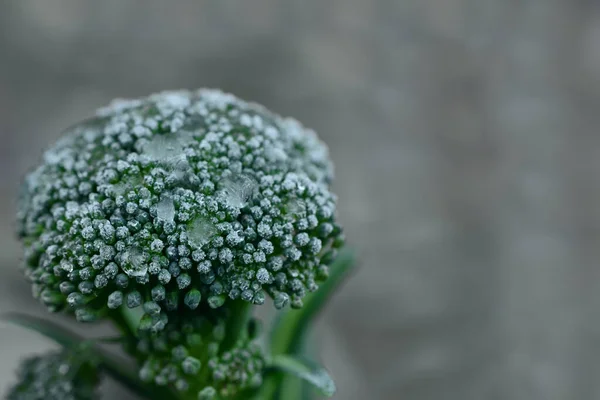 Donmuş yeşil brokolili lahananın donmuş tomurcuğu kışın donuk ve küçük buz parçalarıyla bahçede gri bir arka planda metin için yer var.