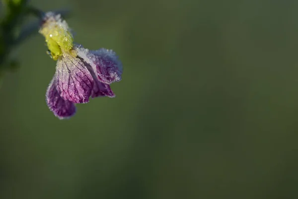 Vad Rét Virágának Egy Kis Lila Virágát Télen Jégkristályok Borítják — Stock Fotó