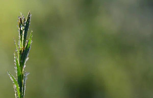 Primo Piano Una Pianta Erba Con Sacco Gocce Scongelamento Mattino — Foto Stock