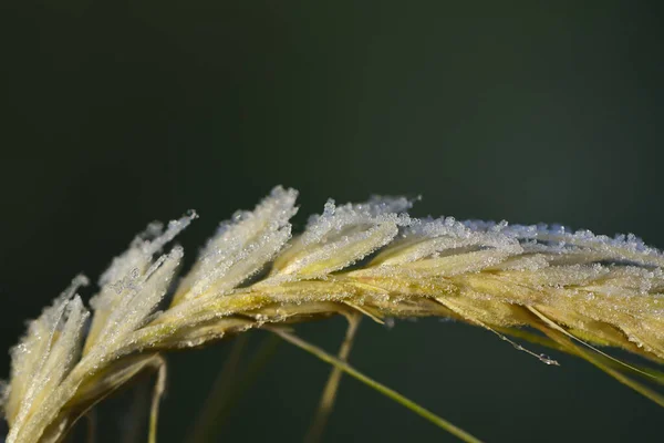 Close-up of an ear of corn covered with frost, which is just defrosting, against a green background in winter