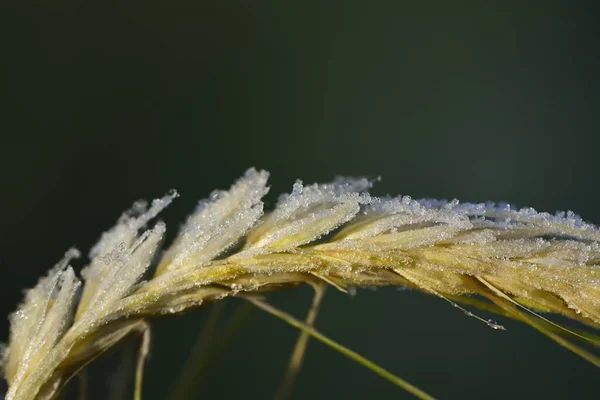 Close Ear Corn Covered Frost Which Just Defrosting Green Background — Stock Photo, Image