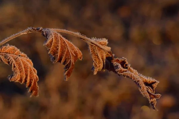 Sebuah Cabang Dengan Daun Beku Pohon Musim Dingin Bersinar Dengan — Stok Foto