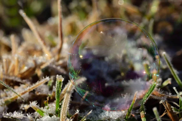 Detailní Záběr Duhovou Mýdlovou Bublinu Zimě Odrážející Zamrzlé Stébla Trávy — Stock fotografie