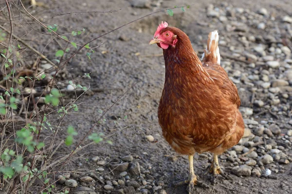 A brown chicken runs around outdoors in the open air and in the open on muddy ground with stones and searches.
