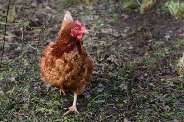 Kahverengi evcil bir tavuk, sonbaharda kuru bir çayırda heyecanlı bir şekilde koşar ve yazı için yeri olan bir tarafa bakar.