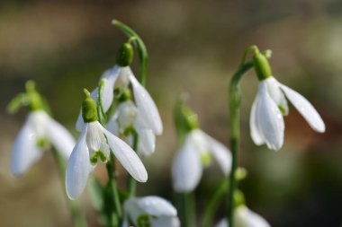 Soğuk havada baharda bir çayırda büyüyen küçük beyaz kar damlalarının yakın çekimi