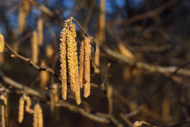Fındık çalılarının çiçekleri şubatta çorak dallardan sarkan sarılar ve soğuk havada küçük bir don örtüsü.