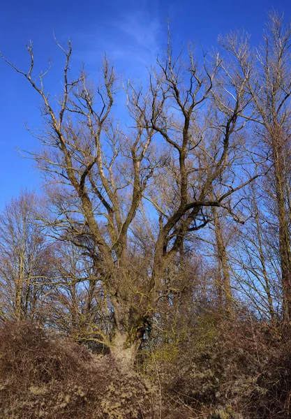 Végétation Typique Des Arbres Nus Des Buissons Sur Bord Rivière — Photo