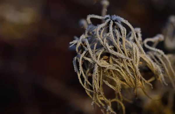 Close Frozen Seeds Wild Vine Glisten Ice Crystals Winter Light — Stock Photo, Image