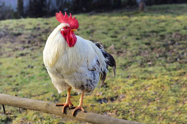 Gallo Blanco Con Peine Rojo Sienta Poste Madera Una Granja — Foto de Stock