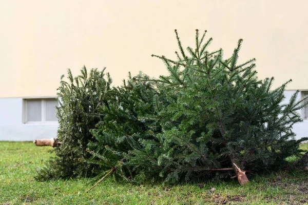 Eski, atılmış, kullanılmış ve kullanılmış Noel ağaçları, sarı cepheli bir evin önünde toplanıp atılmak için bekliyor.