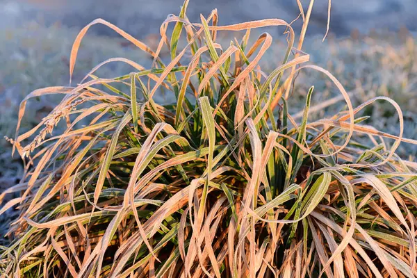 Een Tuft Van Bevroren Grassprieten Het Veld Winter Tegen Een — Stockfoto