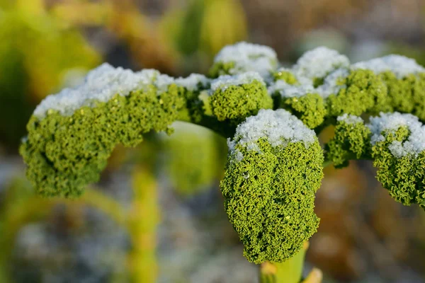 Wilting Green Kale Winter Field Partly Covered Fresh Snow Agriculture — Stock Photo, Image